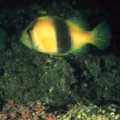 雙帶鱸俗稱肥皂魚是地理分布範圍狹窄的魚種
