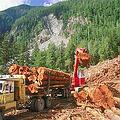 加拿大原始林皆伐