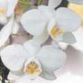 台灣蝴蝶蘭的唇瓣尖端有兩根長鬚，加上橢圓的花瓣，看起來就像是一隻翩翩白蝶。廖仁滄攝。