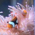 小丑魚穿梭在珊瑚群中