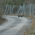 台灣獼猴穿越道路