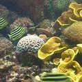 繽紛的珊瑚礁