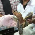 中興大學的獸醫們正在為食蛇龜一一看診