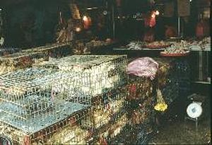活禽與屠體毫無區隔，是防疫的大漏洞。(照片提供：台灣動物社會研究會)
