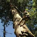 攀樹教練利用專門的繩索，繩子一推一拉間，就可以爬上40、50公尺高的大樹。