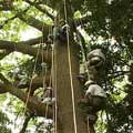 攀樹技術推廣後，更多人可以上樹體驗新世界。