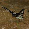 夢寐以求的燕鳳蝶總算乖乖於溼地吸水而得以拍攝這美麗鏡頭(攝影：林柏昌)