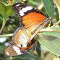 圖2：在旁邊拍照也會影響到雌紅紫蛺蝶的心情？雌蝶乾脆帶著雄蝶飛到離地250公分高的樹上，只得踏上鐵欄杆才能拍到牠們。