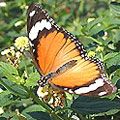 圖3：雌蝶訪花時姿態優美，跟被牠們擬態的黑脈樺斑蝶相比，也是不遑多讓…