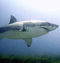 大白鯊 (圖片來源: CITES)