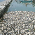 關渡橋旁死魚遍佈河面