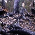 圖1：塔克金溪上游，走錯山路誤闖一片焚燒的檜木林。