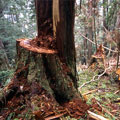 圖2：邊吉岩山下，砍倒兩棵沒有材積的檜木，明顯為取樹瘤。