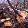 圖7：位置高的樹瘤，整棵檜木砍倒後再鋸下樹瘤，每倒下一棵，就會壓死一片鄰近的小檜木。