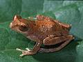 新種青蛙Rhacophorus gadingensis (圖片來源: WWF)