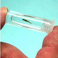 新種魚Paedocypris micromegethes (圖片來源: WWF) 