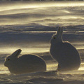北極兔有一身蓬鬆的絨毛，就像絕緣層一樣能夠有效地防止能量散失