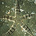 海星綱－飛白楓海星 :: 照片提供：國立自然科學博物館