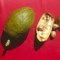 馬拉巴栗的果實，開裂散出種子，種子別稱美國花生。