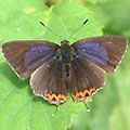 圖1　小灰蝶正好打開翅膀做日光浴，從正面靠近照了一張。