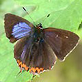 圖2　從右邊照，小灰蝶的翅膀左邊發光。
