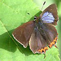 圖3　從左邊照，小灰蝶的翅膀右邊發光。