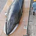 被捕殺的小鬚鯨  照片來源: Institute of Cetacean Research, Japan
