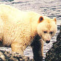 白色亞種精靈熊 照片來源: Western Canada Wilderness Committee