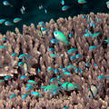 螢光光鰓雀鯛稚魚以枝狀珊瑚為棲所(圖片來源：中華民國珊瑚礁學會)