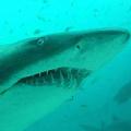 世界自然保育聯盟確認灰鯊的數量正急遽減少中，亟待保護。(照片來源:NCCNSW)