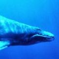 日本想要做座頭鯨的自我定向研究，欲在下一個捕鯨季增加捕捉量。（照片來源：NOAA）