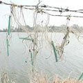 安順廠海水貯水池中的魚蝦，含毒量超高。