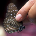 茂林魯凱義工標記的第1萬隻紫斑蝶。（攝影：詹家龍）