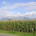 種植玉米製造乙醇是否耗用過多水資源？（圖片來源：Wikipedia）