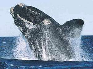 北大西洋露脊鯨(照片來源：wikipedia)
