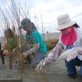 志工將竹枝以蚵繩固定在沙地，協助護沙。