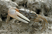 台灣招潮蟹為台灣特有種，棲息在開闊的高潮線灘地（吳松霖拍攝）