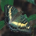 台灣綠蛺蝶。　　