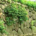 護岸用石頭堆砌的方式，可以讓生物躲藏、植被生長。