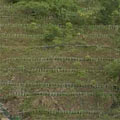 台中潭子鄉使用打樁編柵生態工法的示範點。