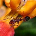 螞蟻。（圖片來源：嘎嘎昆蟲館）