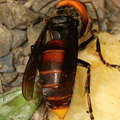 虎頭蜂 (圖片來源：Google)