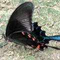 烏鴉鳳蝶 (圖片來源：Google)
