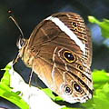 黑蔭蝶。圖片來源：Google
