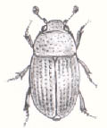 甲蟲目出尾蟲科 (Nitidulidae)。圖片來源：Wikipedia