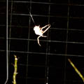 六刺瘤腹蛛 (bolas spider)。圖片來源：Google