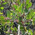 Del Mar manzanita，一種加州濱臨絕種的灌木。圖片來源﹕USDA