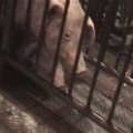 短時間內撲殺6萬隻仔豬，這些無辜動物的福利要如何確保？圖片提供：台灣動物社會研究會