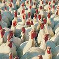 英國的火雞已受禽流感感染。圖片來源：ENS