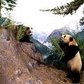 中國熊貓。圖片來源：美國國家歷史博物館